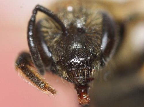 Lasioglossum sp.